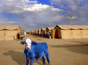 Iraqi Cow